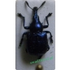 Byctiscus betulae (Linnaeus, 1758) Tutkarz cygarowiec, zdobnik brzozowiec